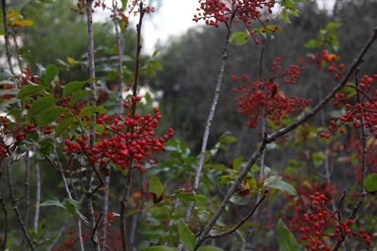 Kaynatılıp içildiğinde bakın nelere iyi geliyor! galerisi resim 11