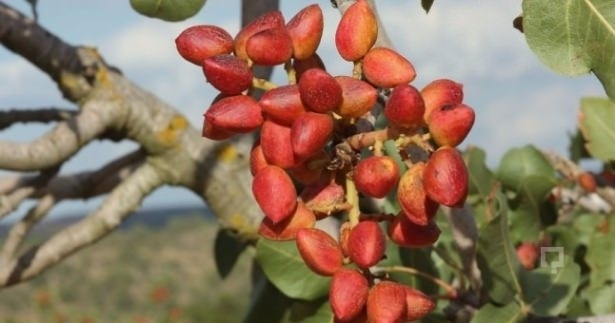 Kaynatılıp içildiğinde bakın nelere iyi geliyor! galerisi resim 14