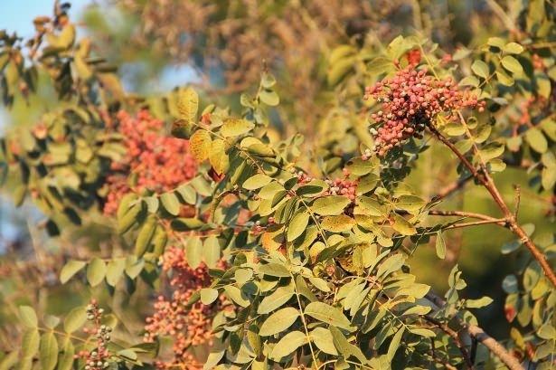 Kaynatılıp içildiğinde bakın nelere iyi geliyor! galerisi resim 15