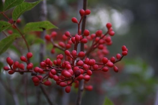 Kaynatılıp içildiğinde bakın nelere iyi geliyor! galerisi resim 4