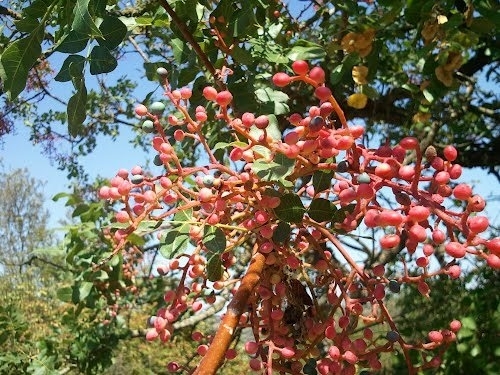 Kaynatılıp içildiğinde bakın nelere iyi geliyor! galerisi resim 5