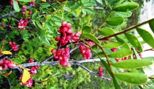 Kaynatılıp içildiğinde bakın nelere iyi geliyor! galerisi resim 8
