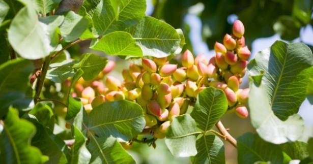 Kaynatılıp içildiğinde bakın nelere iyi geliyor! galerisi resim 9