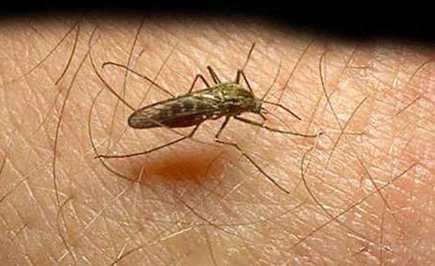 En ölümcül hastalıklar! galerisi resim 4