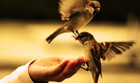 Her Müslüman'ın bilmesi gereken farzlar! galerisi resim 33