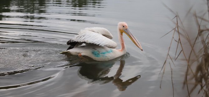 Ormanya, Ak Pelikan’a umut oldu