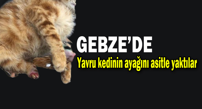 Gebze'de insanlığı sorgulatan olay!