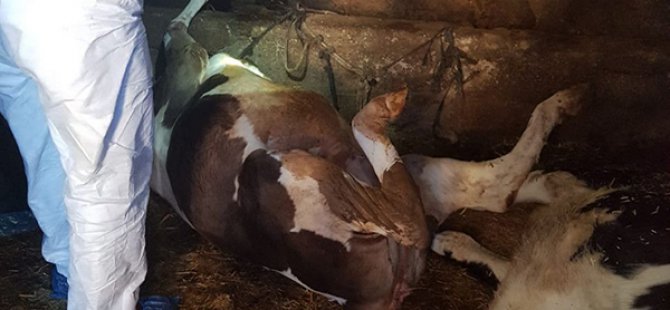 Ahırdaki hayvanları zehirleyip öldürdüler!