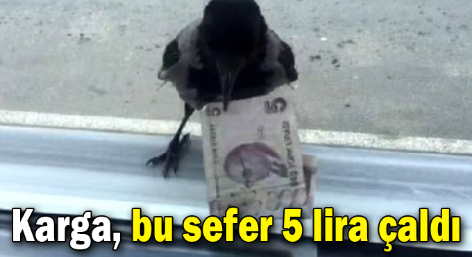 Karga, bu sefer 5 lira çaldı