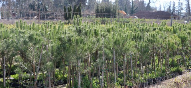 Üretim fidanlığında yetişiyor, Kocaeli’yi yeşillendiriyor