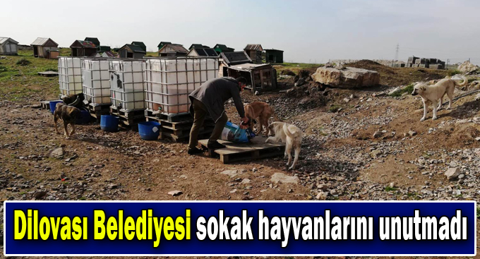 Dilovası Belediyesi Sokak hayvanlarını unutmadı