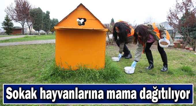 Sokak hayvanlarına mama dağıtılıyor