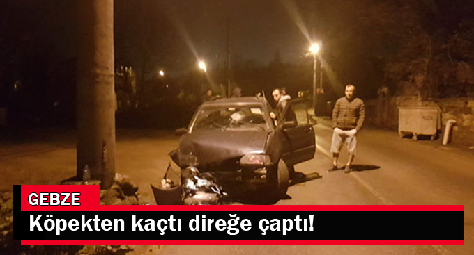 Köpekten kaçtı direğe çaptı!