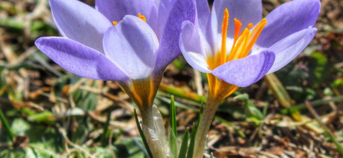 Kocaeli’de yeni bitki türü keşfedildi