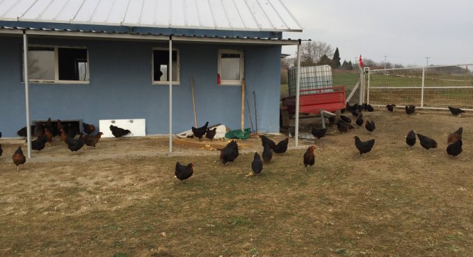 Büyükşehir’den çiftçilere gezen tavuk desteği