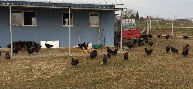 Büyükşehir’den çiftçilere gezen tavuk desteği