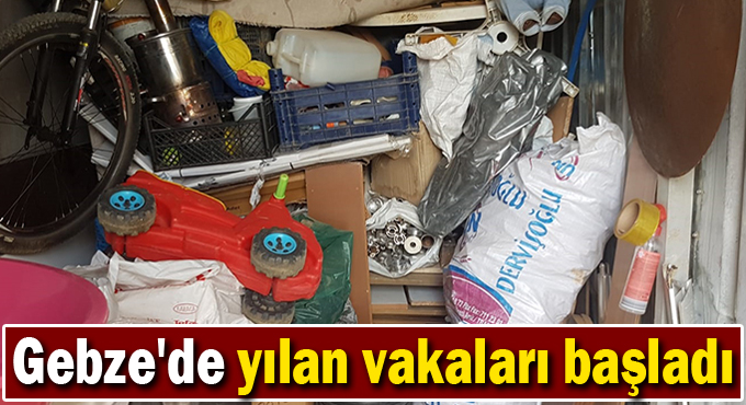 Gebze'de yılan vakaları başladı