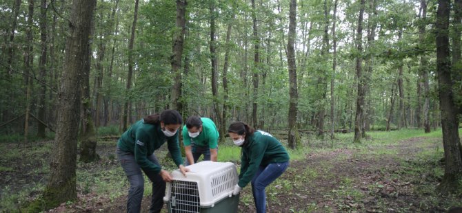 Ormanya, yaban hayvanlarına umut oluyor