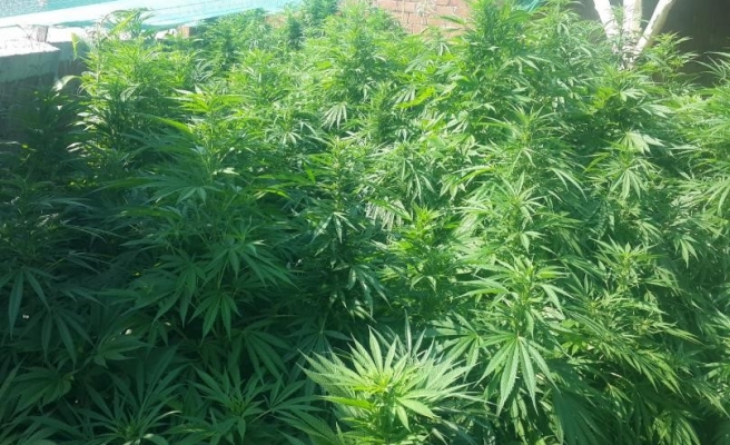 Kocaeli'de kenevir operasyonu!