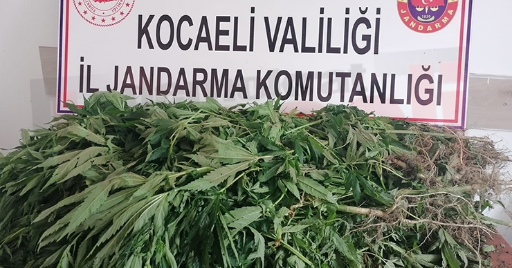 Kocaeli'de 127 kök kenevir ele geçirildi