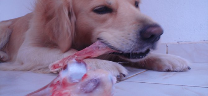 Kurban’da çöpe sakatat atmayın!