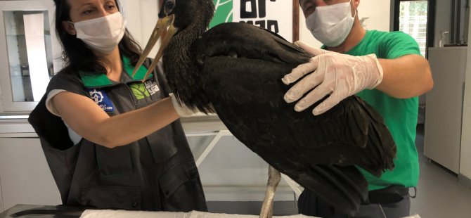 Nadir görülen ‘Kara Leylek’ Ormanya’da