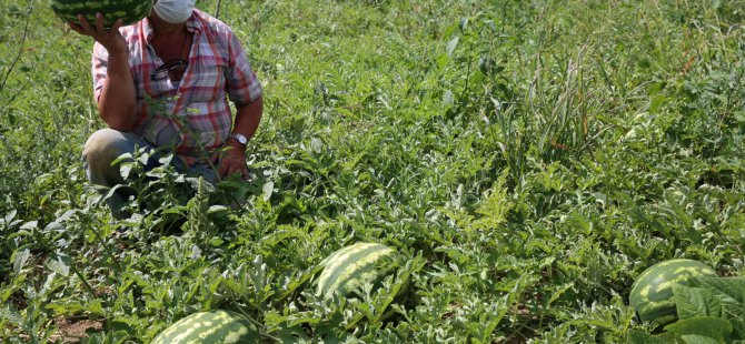 Kocaeli Karpuzu ağızları tatlandırıyor