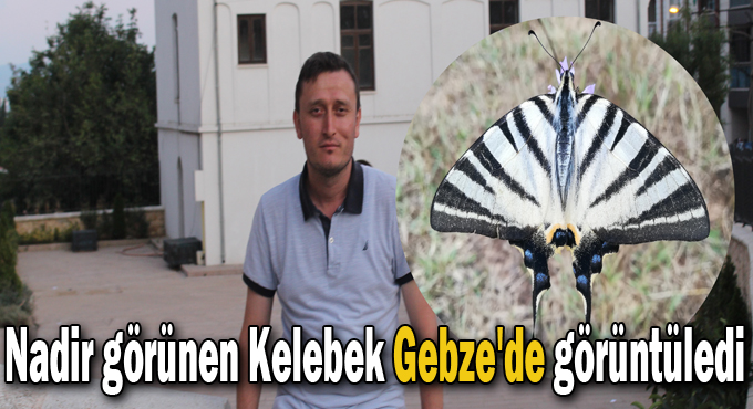Nadir görünen Kelebek Gebze'de görüntüledi