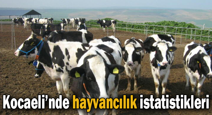 Kocaeli’nde hayvancılık istatistikleri