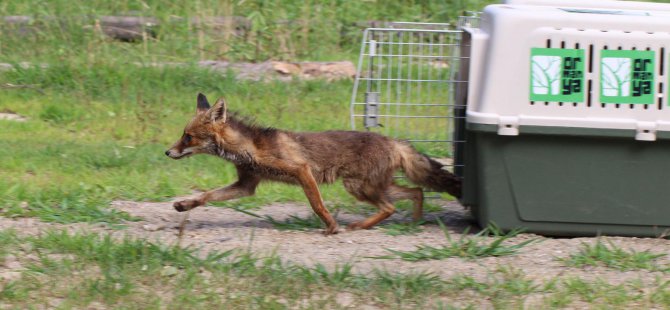 Yaralı tilkiler Ormanya’da tedavi edildi