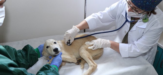 3 bin 341 yaralı sokak hayvanı tedavi edildi