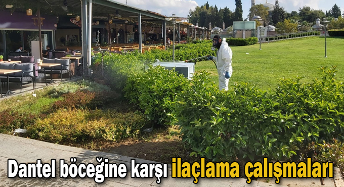 Dantel böceğine karşı ilaçlama çalışmaları