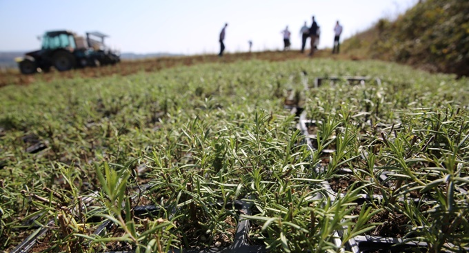 2 milyon biberiye fidesi toprakla buluşuyor