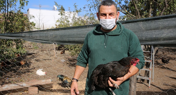 Kocaeli çiftçisine 20 bin tavuk desteği