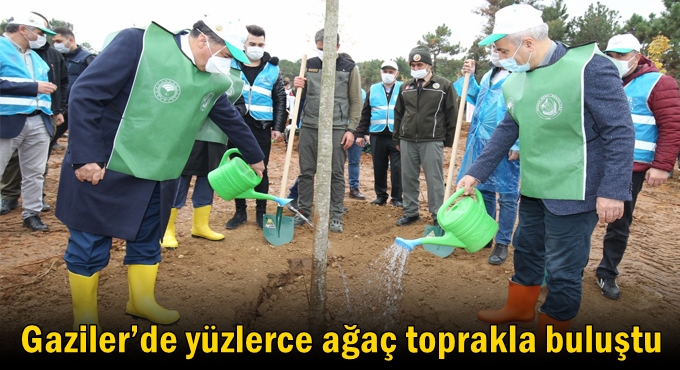 Gaziler’de yüzlerce ağaç toprakla buluştu