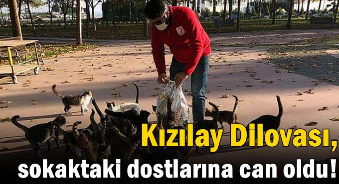 Kızılay Dilovası, sokaktaki dostlarına can oldu!