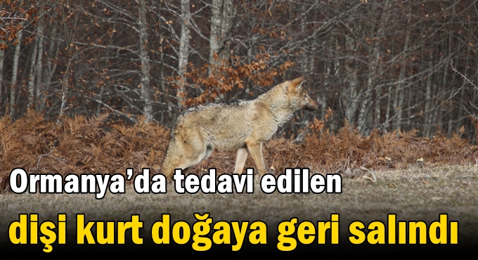 Ormanya’da tedavi edilen dişi kurt doğaya geri salındı
