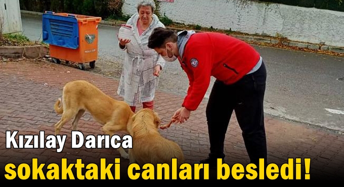 Kızılay Darıca sokaktaki canları besledi!