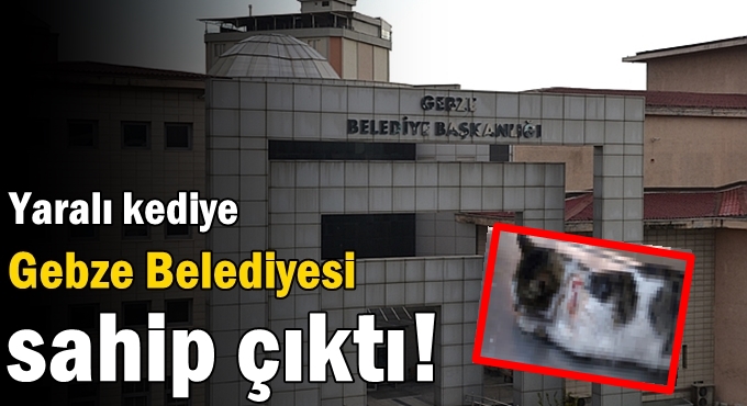 Gebze Belediyesi sokak hayvanlarının yanında