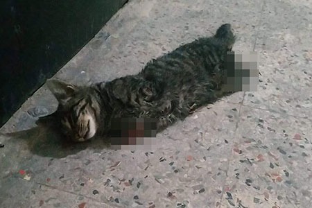Kocaeli'de 4 bacağı kesilmiş ölü kedi bulundu!