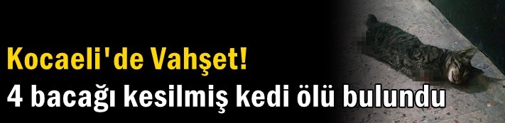 Kocaeli'de 4 bacağı kesilmiş ölü kedi bulundu!