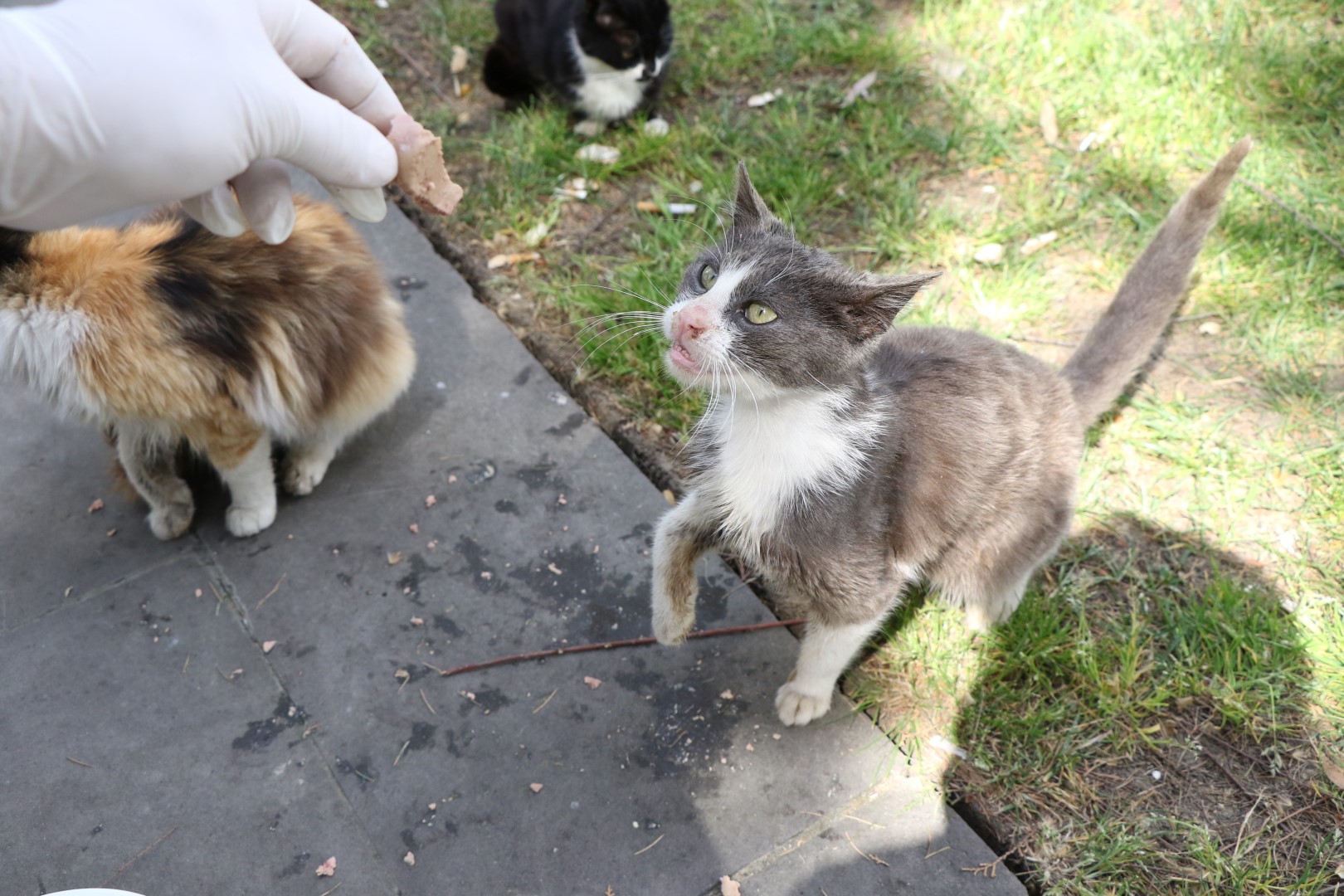 Sessiz dostlarımızın karnını yeni yılda da Büyükşehir doyuracak