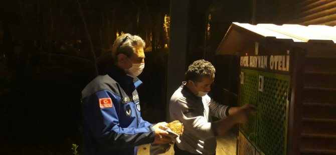 Yaralı baykuşa zabıtadan yardım eli