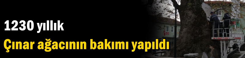 1230 yıllık Çınar ağacının bakımı yapıldı