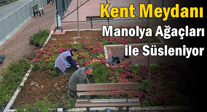 Kent Meydanı Manolya Ağaçları ile Süsleniyor