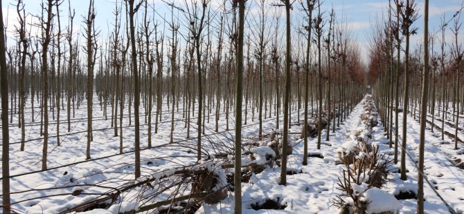 Büyükşehir binlerce fidanı kendisi üretiyor