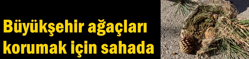 Büyükşehir ağaçları korumak için sahada