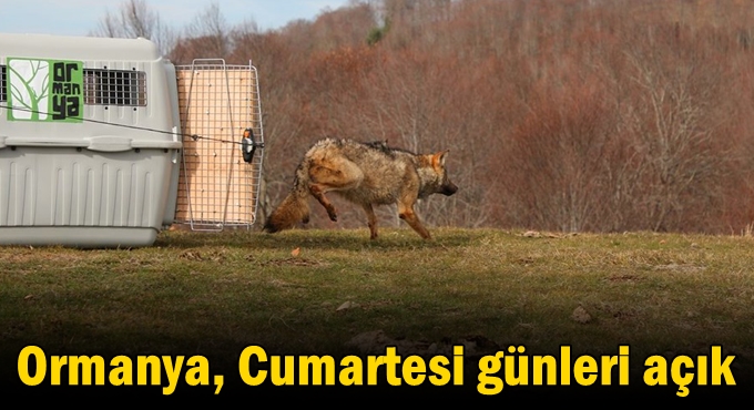 Ormanya, Cumartesi günleri açık