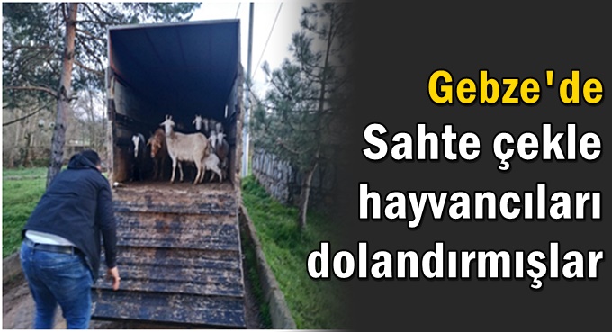 Sahte çekle hayvancıları dolandırmışlar