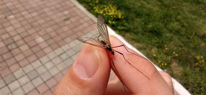 Büyükşehir’den çayır sineği ile ilgili açıklama